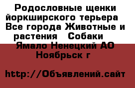 Родословные щенки йоркширского терьера - Все города Животные и растения » Собаки   . Ямало-Ненецкий АО,Ноябрьск г.